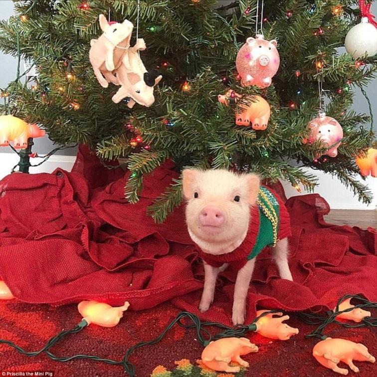 Новогодний декор в год Свиньи 2019
